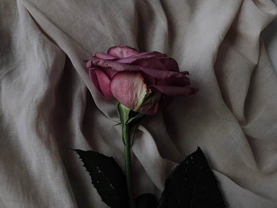 A single rose on a bed sheet