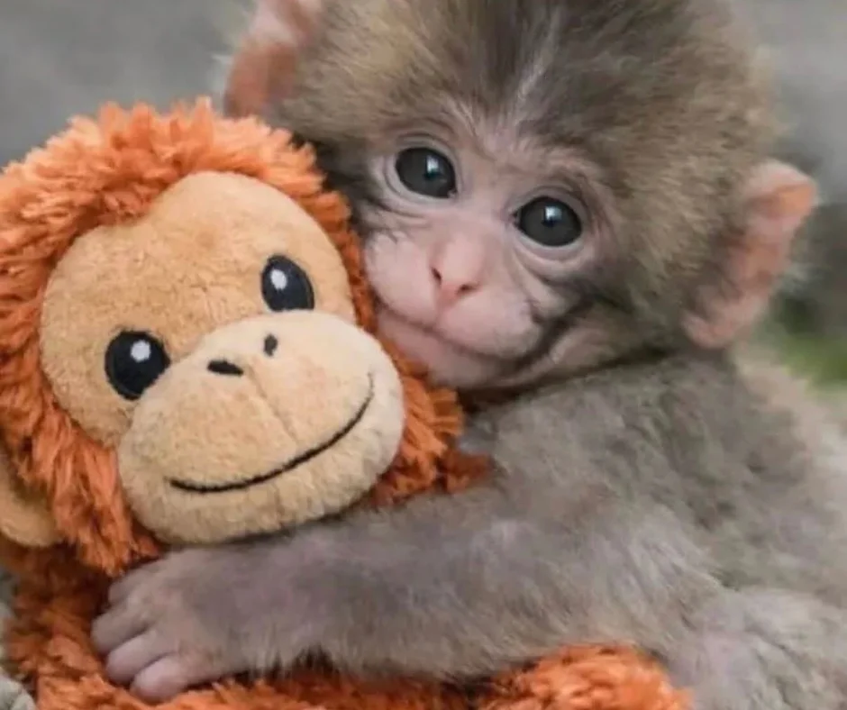 Punch the Monkey shows us the value of relationships